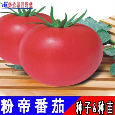 蔬菜种子粉果大番茄籽洋柿子沙瓤口感大西红柿种子粉帝F1番茄种籽图5