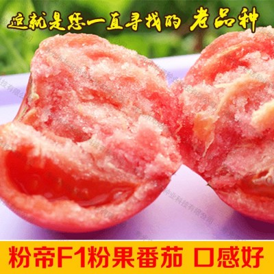 蔬菜种子粉果大番茄籽洋柿子沙瓤口感大西红柿种子粉帝F1番茄种籽