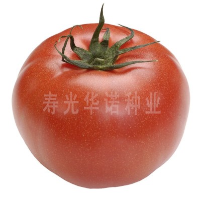 蔬菜种子粉果大番茄籽洋柿子沙瓤口感大西红柿种子粉帝F1番茄种籽图3