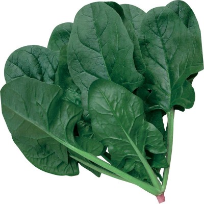 高产菠菜种子荷兰6018F1圆叶厚叶黑叶菠菜秋冬季耐寒菠菜籽菜种子图4