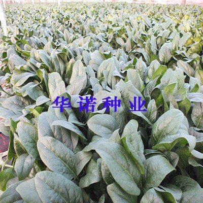 高产菠菜种子荷兰6018F1圆叶厚叶黑叶菠菜秋冬季耐寒菠菜籽菜种子图3