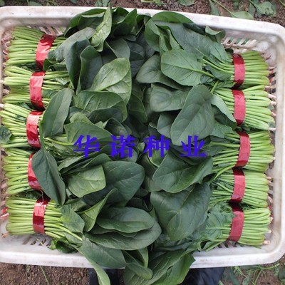 高产菠菜种子荷兰6018F1圆叶厚叶黑叶菠菜秋冬季耐寒菠菜籽菜种子图2