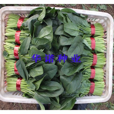 高产菠菜种子荷兰6018F1圆叶厚叶黑叶菠菜秋冬季耐寒菠菜籽菜种子图5