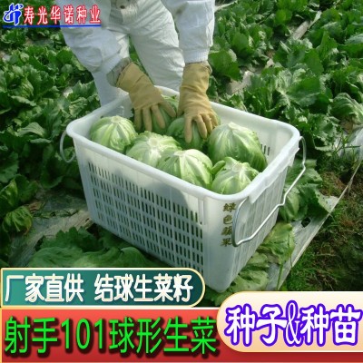 射手101球形生菜籽结球生菜种子籽沙拉蔬菜籽春秋冬播 原装五千粒图2