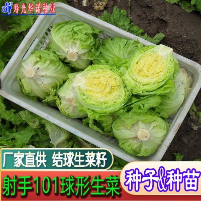 射手101球形生菜籽结球生菜种子籽沙拉蔬菜籽春秋冬播 原装五千粒图3