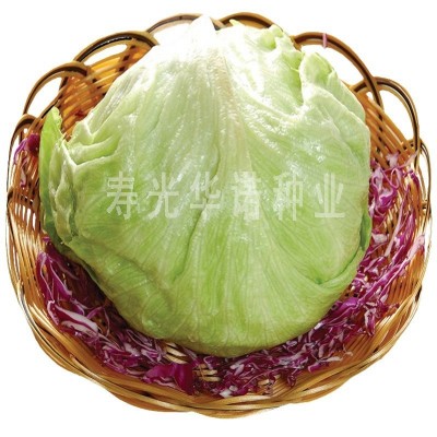 射手101球形生菜籽结球生菜种子籽沙拉蔬菜籽春秋冬播 原装五千粒图5