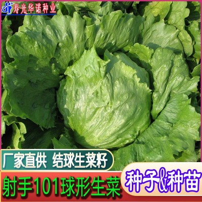 射手101球形生菜籽结球生菜种子籽沙拉蔬菜籽春秋冬播 原装五千粒图4