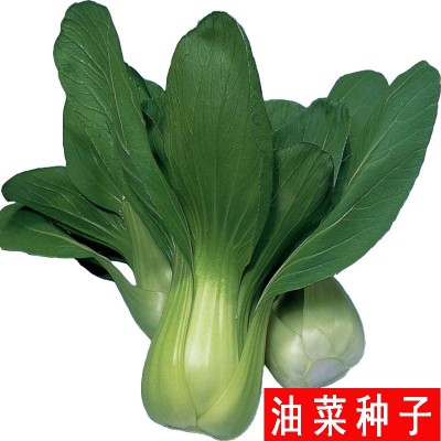 四季小青菜白菜苏州青油菜快菜籽种 华诺苏州青油菜种子 原装10克图4