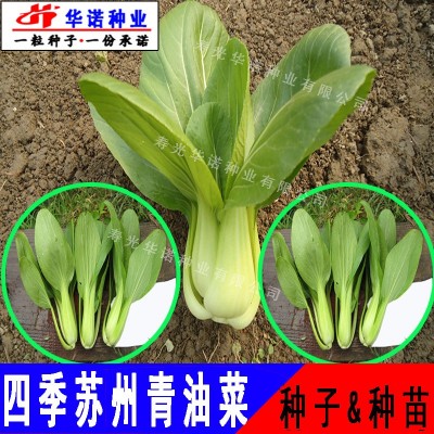 四季小青菜白菜苏州青油菜快菜籽种 华诺苏州青油菜种子 原装10克图2