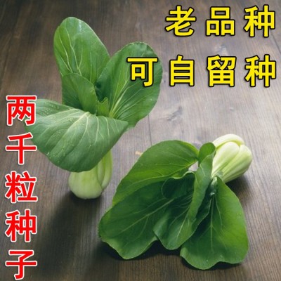 四季小青菜白菜苏州青油菜快菜籽种 华诺苏州青油菜种子 原装10克图3