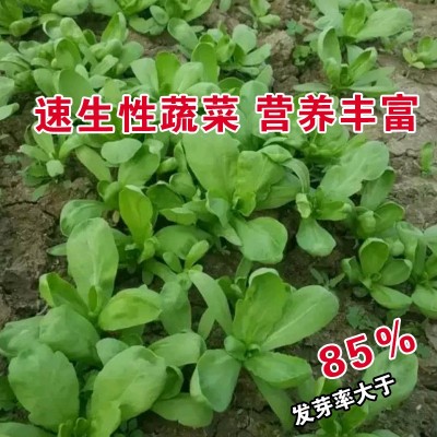 茼蒿种子茼蒿籽蔬菜种子批发菜种菜籽菜种子公司四季播种图3
