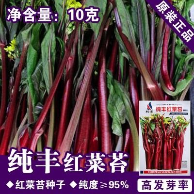 红菜苔种子红菜苔籽四季蔬菜孑菜籽广东菜种红菜心油菜薹籽种图4
