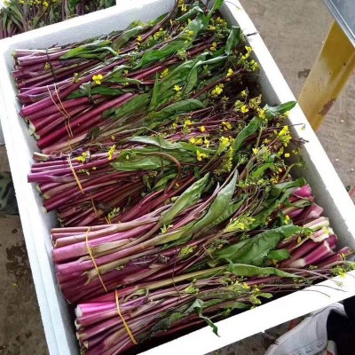 红菜苔种子红菜苔籽四季蔬菜孑菜籽广东菜种红菜心油菜薹籽种图5