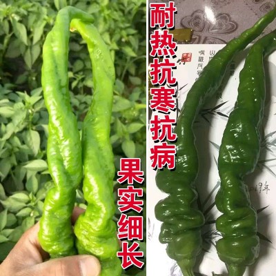 辣椒种子辣椒籽长尖椒种子蔬菜种子批发菜种菜籽菜种子公司四季播图5