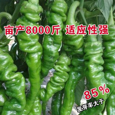 辣椒种子辣椒籽长尖椒种子蔬菜种子批发菜种菜籽菜种子公司四季播图3