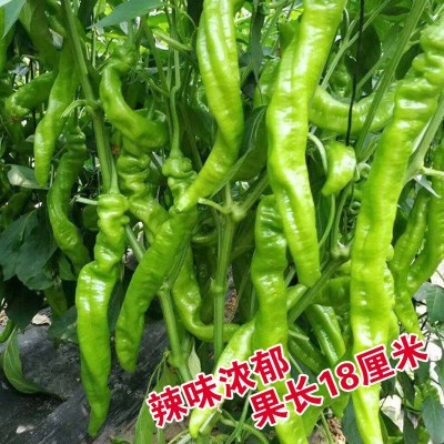 辣椒种子辣椒籽长尖椒种子蔬菜种子批发菜种菜籽菜种子公司四季播图2