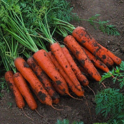 红胡萝卜种子胡萝卜籽胡萝卜种籽蔬菜种子批发菜种菜籽种子公司图3