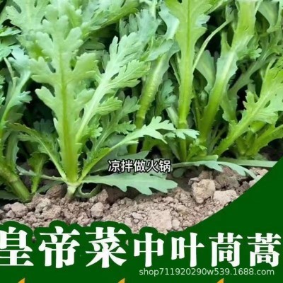皇帝菜中叶茼蒿种子青菜种子菜种茼蒿菜种籽种四季蔬菜孑菜籽图2
