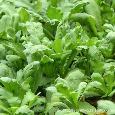 皇帝菜中叶茼蒿种子青菜种子菜种茼蒿菜种籽种四季蔬菜孑菜籽
