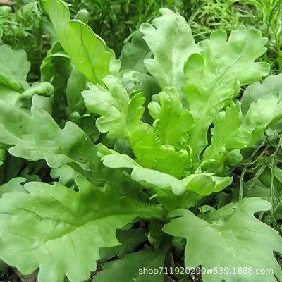 皇帝菜中叶茼蒿种子青菜种子菜种茼蒿菜种籽种四季蔬菜孑菜籽图3