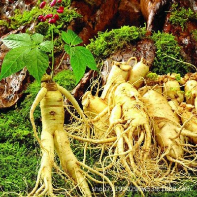 人参种子籽长白山百草之王人参籽种长白山人参种子正宗长白山种籽