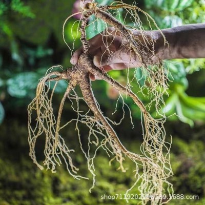 人参种子籽长白山百草之王人参籽种长白山人参种子正宗长白山种籽图3