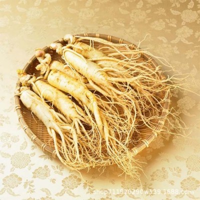 人参种子籽长白山百草之王人参籽种长白山人参种子正宗长白山种籽图2