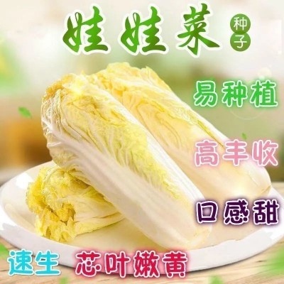 四季黄金娃娃菜种子蔬菜种子 生长快丰产菜籽播种蔬菜图4