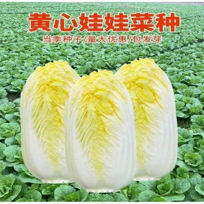 四季黄金娃娃菜种子蔬菜种子 生长快丰产菜籽播种蔬菜