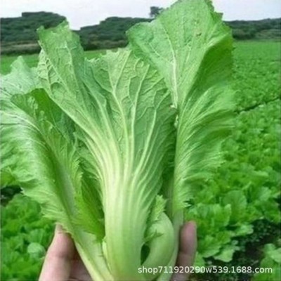 宽帮青菜种子耐寒丰产腌渍泡菜春秋季四川特色芥菜种子图2