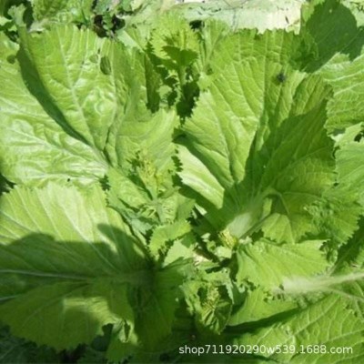 宽帮青菜种子耐寒丰产腌渍泡菜春秋季四川特色芥菜种子图3