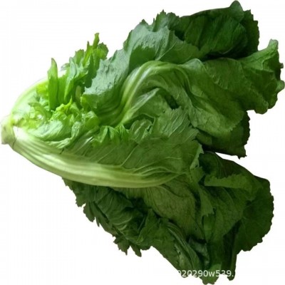 宽帮青菜种子耐寒丰产腌渍泡菜春秋季四川特色芥菜种子图5