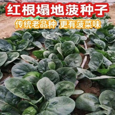 趴地菠菜种子老品种塌地菠春秋冬季耐寒耐热菜种红根菠菜易种蔬菜图2