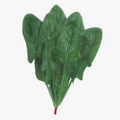 趴地菠菜种子老品种塌地菠春秋冬季耐寒耐热菜种红根菠菜易种蔬菜图5