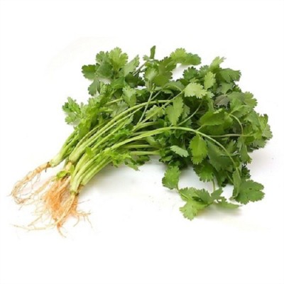 香菜种子香菜籽菜种子大叶四季易种阳台室内盆栽种籽蔬菜种子大全图4