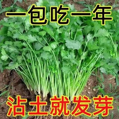 香菜种子香菜籽菜种子大叶四季易种阳台室内盆栽种籽蔬菜种子大全图2