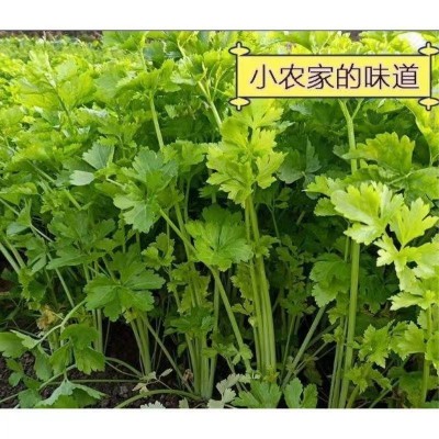 四季黄心芹菜种子小香芹种子耐高温抗寒西芹青菜阳台庭院蔬菜种子图2