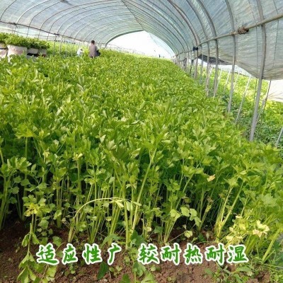 四季黄心芹菜种子小香芹种子耐高温抗寒西芹青菜阳台庭院蔬菜种子图4