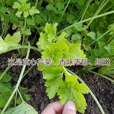 四季黄心芹菜种子小香芹种子耐高温抗寒西芹青菜阳台庭院蔬菜种子