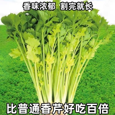 四季黄心芹菜种子小香芹种子耐高温抗寒西芹青菜阳台庭院蔬菜种子图3