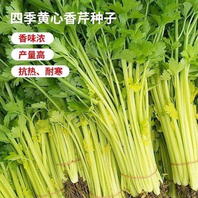 四季黄心芹菜种子小香芹种子耐高温抗寒西芹青菜阳台庭院蔬菜种子图5