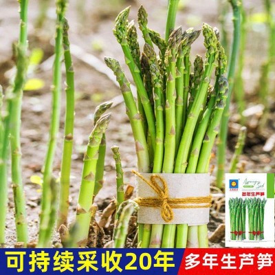 多年生芦笋种子高产蔬菜绿芦笋种子籽春夏秋冬蔬菜种子大全图3