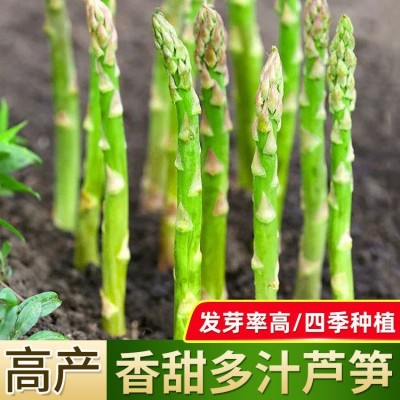 多年生芦笋种子高产蔬菜绿芦笋种子籽春夏秋冬蔬菜种子大全
