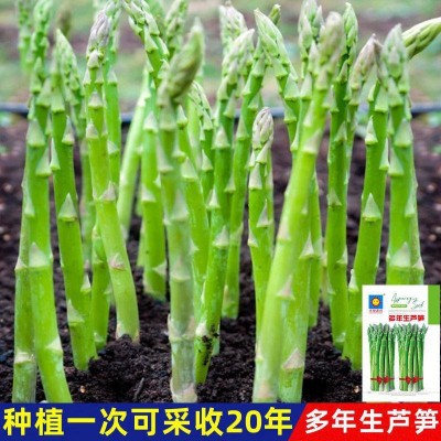 多年生芦笋种子高产蔬菜绿芦笋种子籽春夏秋冬蔬菜种子大全图2
