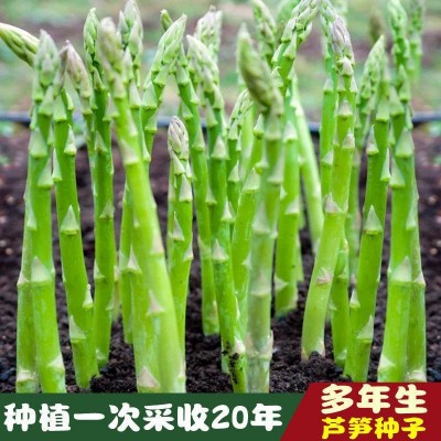 多年生芦笋种子高产蔬菜绿芦笋种子籽春夏秋冬蔬菜种子大全图4