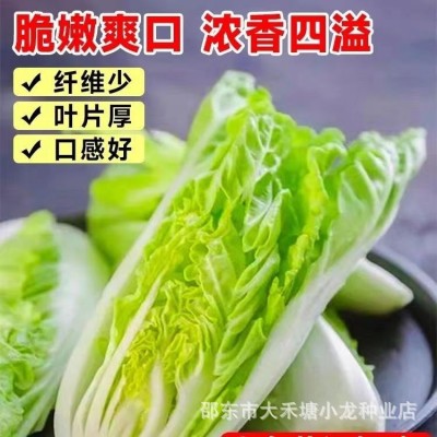 奶油快菜种子20天速生小白菜耐热耐寒耐湿四季阳台盆栽高产易种图2