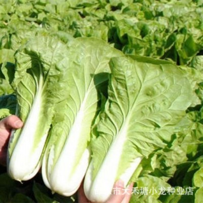 奶油快菜种子20天速生小白菜耐热耐寒耐湿四季阳台盆栽高产易种图4