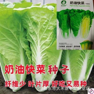 奶油快菜种子20天速生小白菜耐热耐寒耐湿四季阳台盆栽高产易种图3