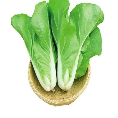 奶油快菜种子20天速生小白菜耐热耐寒耐湿四季阳台盆栽高产易种图5