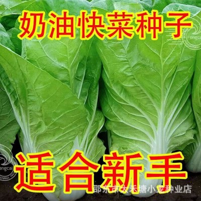 奶油快菜种子20天速生小白菜耐热耐寒耐湿四季阳台盆栽高产易种